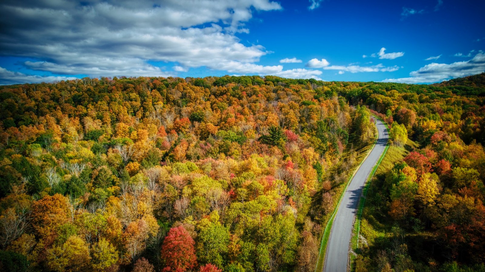 Road winding through a forest in peak fall color