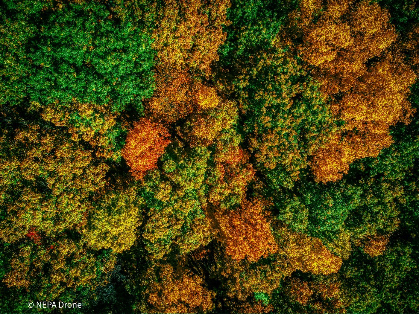 Fall foliage canopy shot straight down
